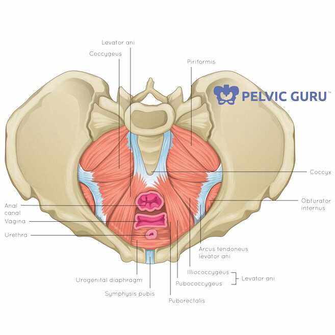 pelvic floor_muscles_superiorview