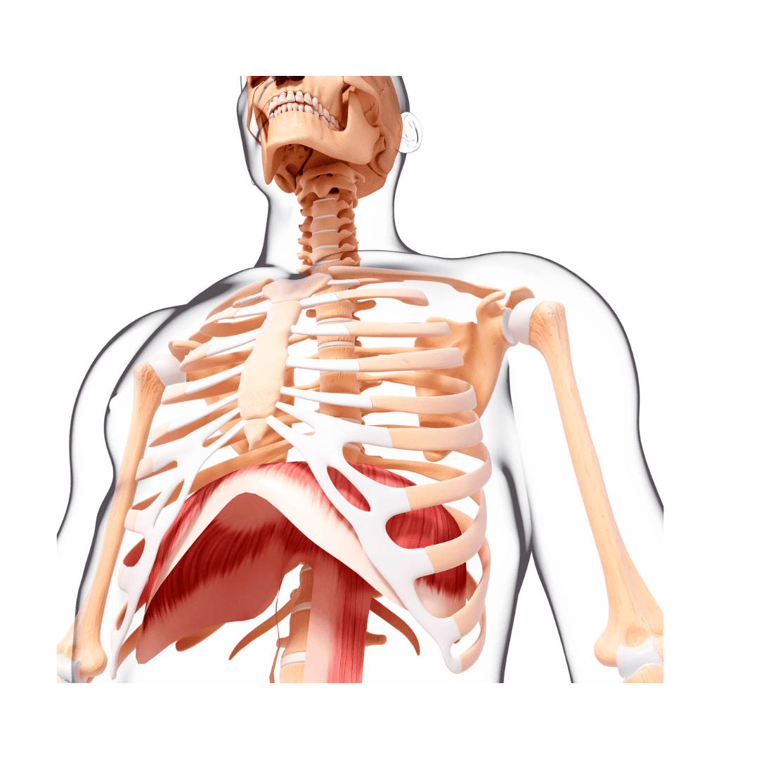 diaphragm anatomy