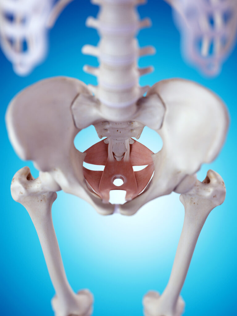 pelvic floor